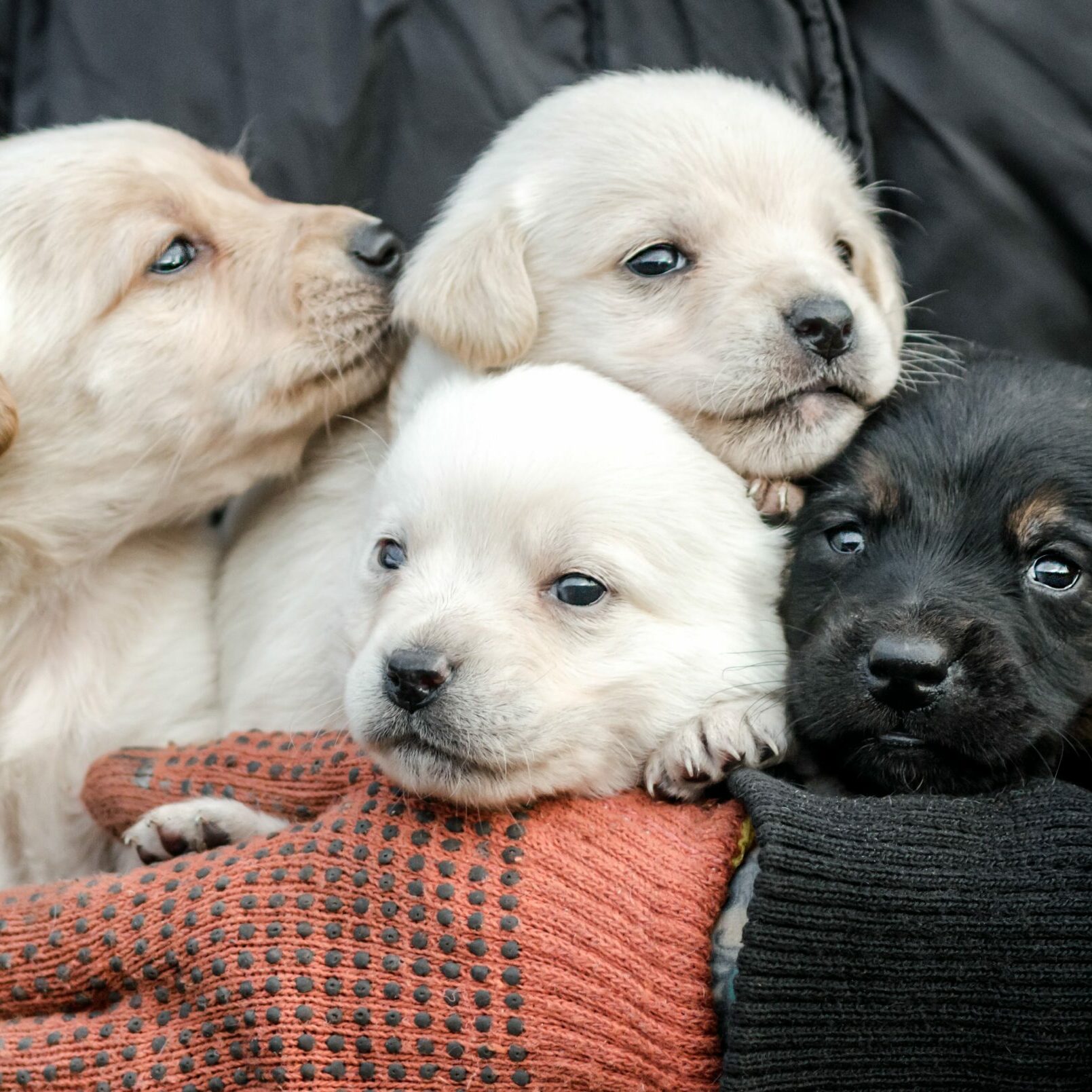 bunch of four little puppies in human hands close up